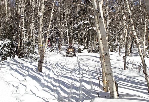 Riding a trail covered in fresh snow, framed by birches